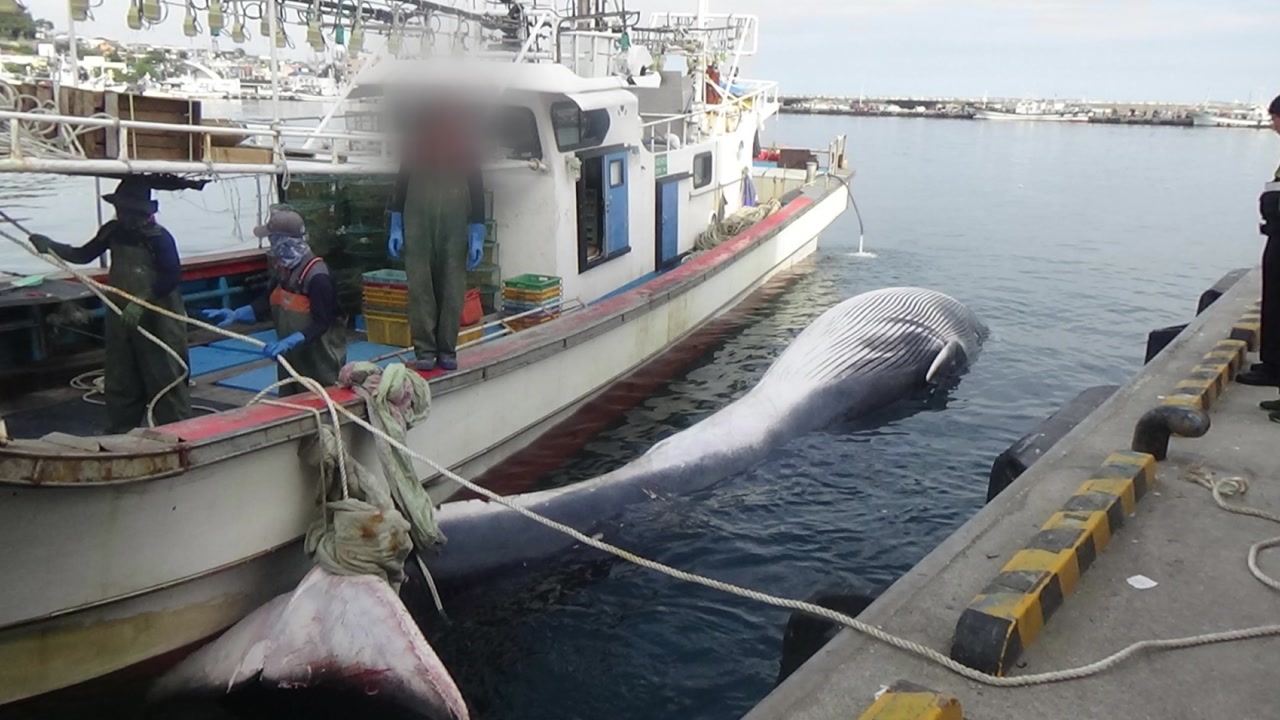 포항 앞바다서 대형고래 죽은 채 발견