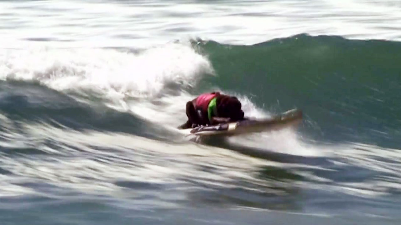 [영상] 애완견들의 서핑 "사람보다 낫네"
