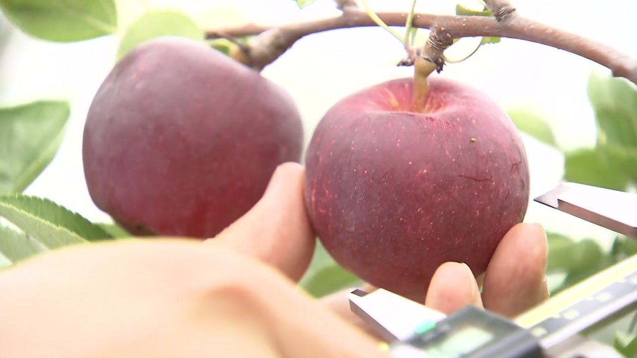 크기 작고 맛있는 사과·배 신품종 개발