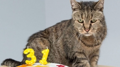 31살 생일 맞은 세계 최장수 고양이 '넛메그' 화제