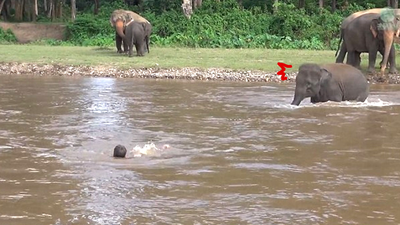 자신을 구해준 사육사가 물에 빠졌을 때 코끼리의 반응 