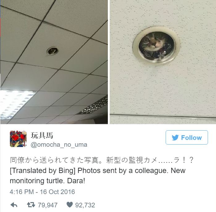 직원 감시하는 '고양이 CCTV'가 등장했다 