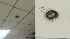 직원 감시하는 '고양이 CCTV'가 등장했다
