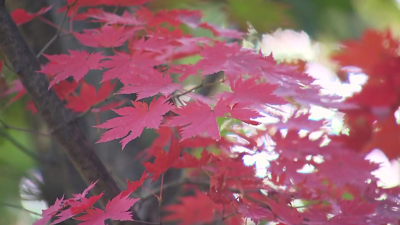 [날씨] 울긋불긋 붉게 물든 북한산...가을 산으로 떠나요