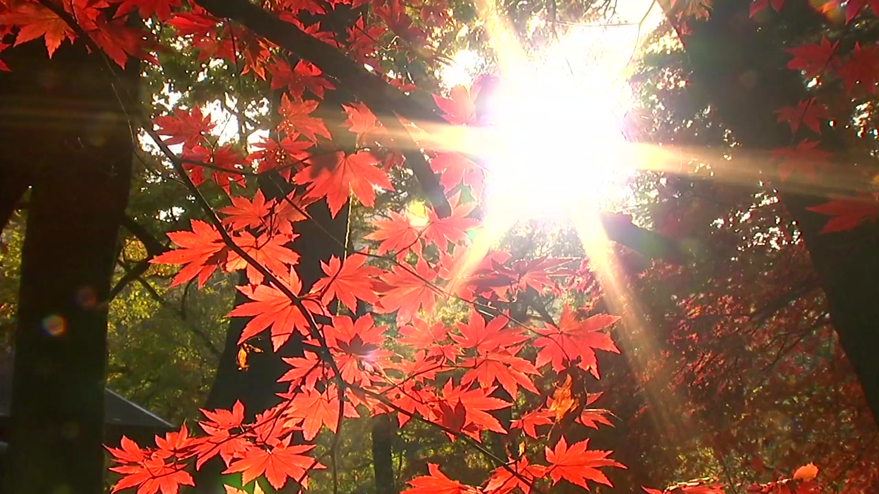 [영상] 수목원의 가을풍경