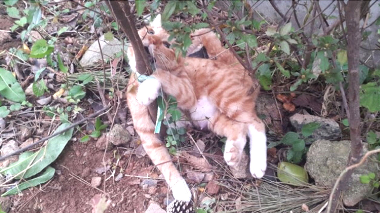 '고양이를 나무에'…끔찍한 고양이 연쇄살해 사건