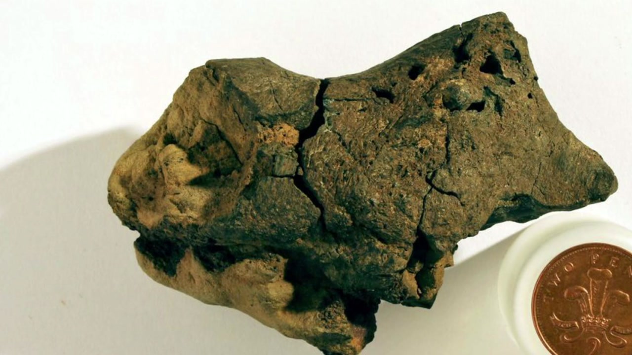 1억3천만 년 전 공룡 뇌 화석 첫 발견