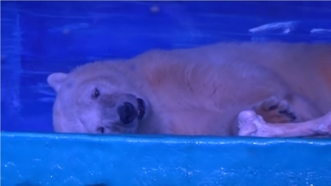 세상에서 가장 슬픈 북극곰을 아시나요
