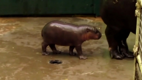 영국 동물원, 희귀 동물 피그미 하마 새끼 공개