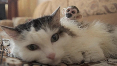 이 고양이는 원숭이를 입양해 키우고 있다