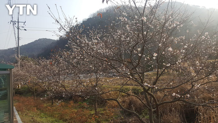 [사진] "뜻밖의 꽃놀이" 봄인줄 알고 핀 겨울 벚꽃