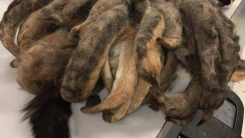치매 노인이 기르던 기괴한 모습의 고양이