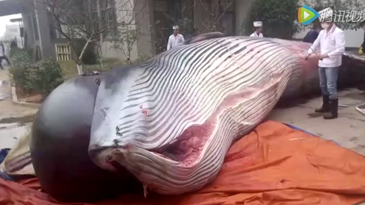 불법 포획된 8톤 거대 고래, '개 먹이'로 버려졌나?