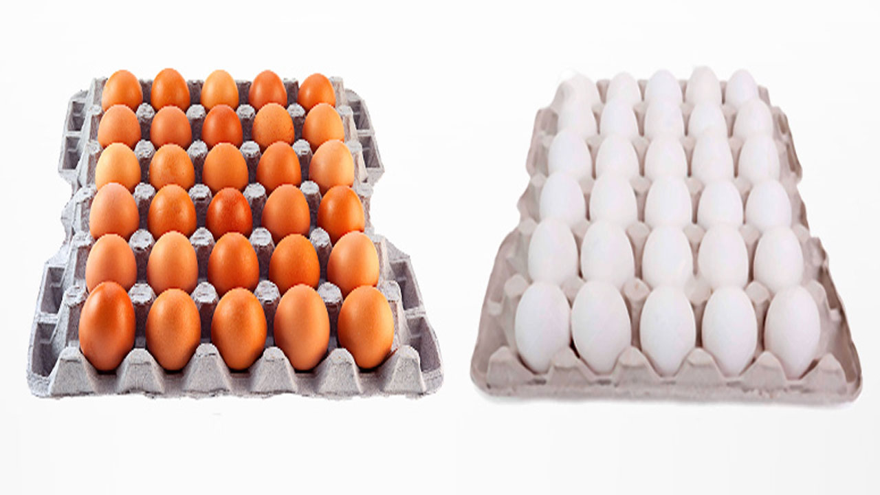 [뉴스인] 흰색과 갈색, 달걀색은 왜 다를까?