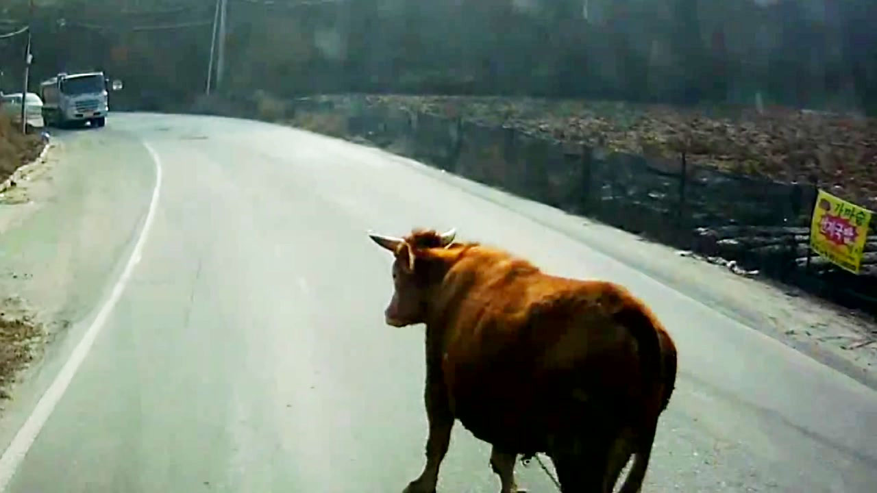 [영상] 도로로 뛰쳐나온 소...1시간 걸친 포획 소동