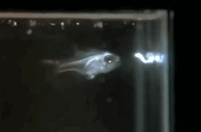 "익스펙토 패트로눔!" 해리포터처럼 빛을 쏘는 물고기