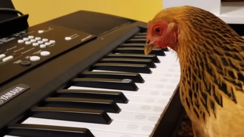 피아노 연주하는 닭, "심지어 잘 친다"