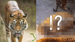 '뚱냥이 아냐?' 기이할 정도로 살찐 동물원 호랑이들