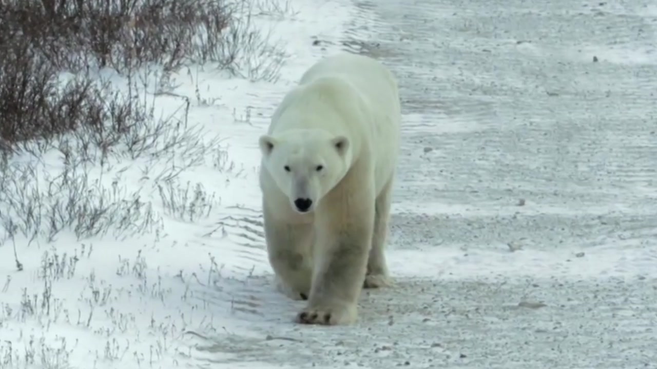 암수 한 몸 된 북극곰...생태계 교란 주범은 '팝스'