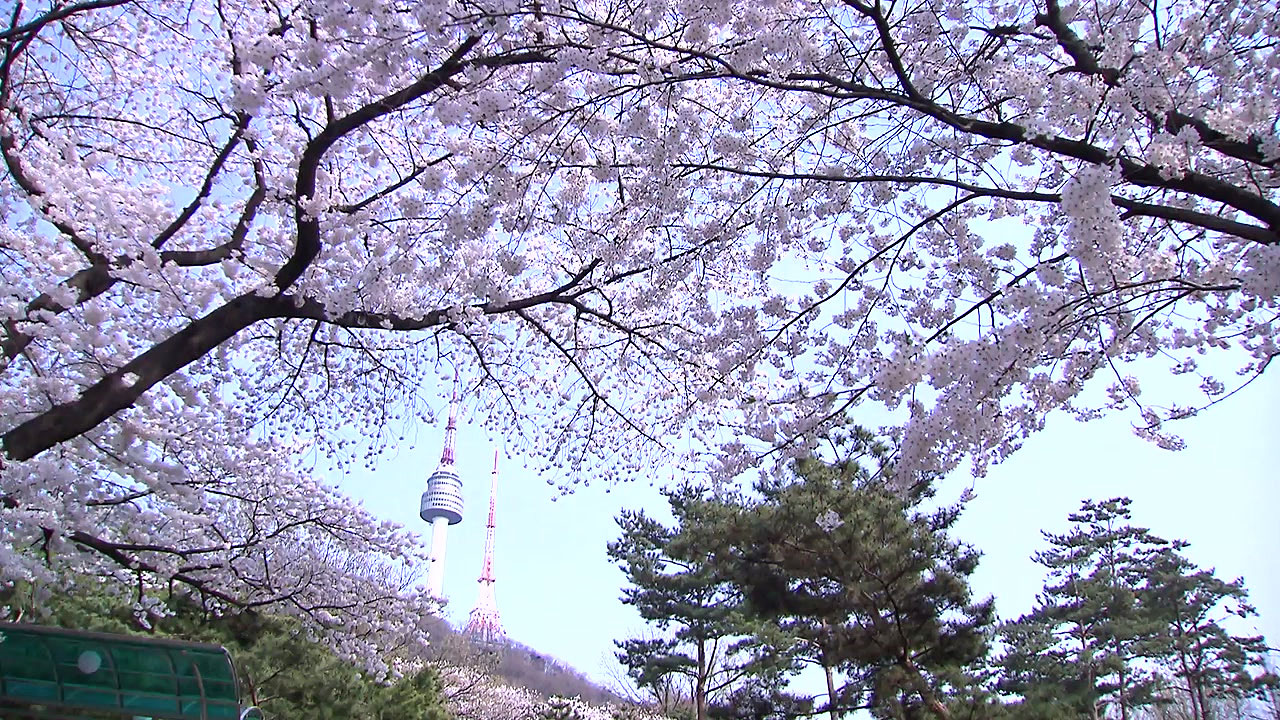 올해 벚꽃도 일찍 핀다...서울 4월 6일 개화