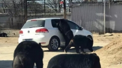 야생 동물원 곰 떼, '창문 열린 자동차' 집단 공격