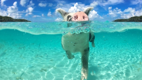 바하마 명물 '수영하는 돼지'가 갑자기 죽은 이유