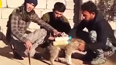 '강아지 자살 폭탄' 사용한 IS, 국제적 맹비난 