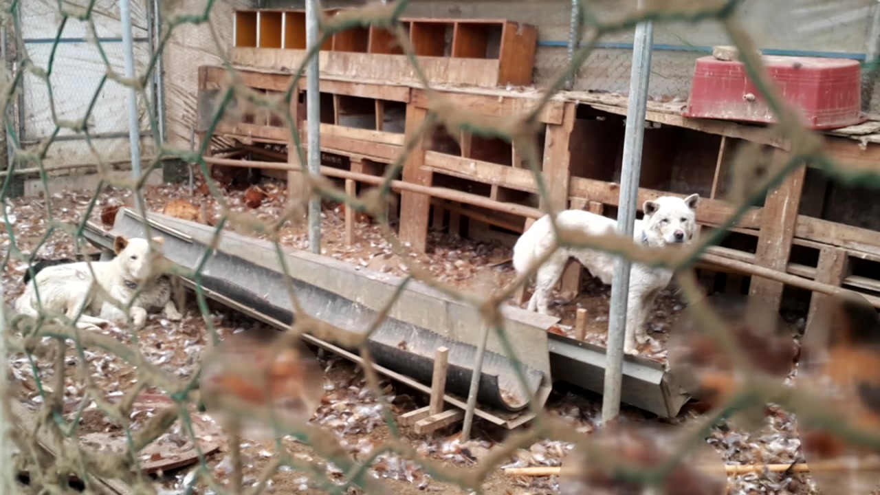 버려진 개들, 토종닭 농장 습격하다