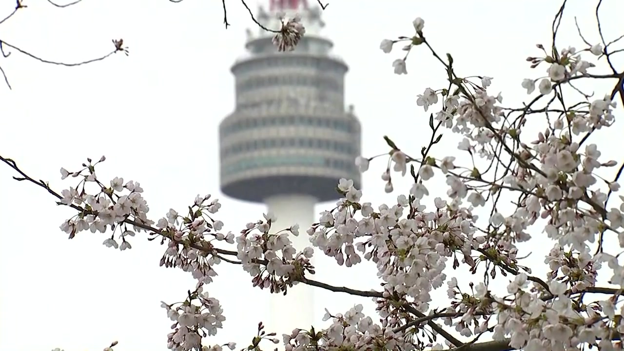 [날씨] 남산은 벚꽃 세상...내일 전국 곳곳 봄비