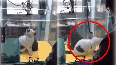 살아있는 고양이를 집게로… 중국의 잔인한 인형 뽑기