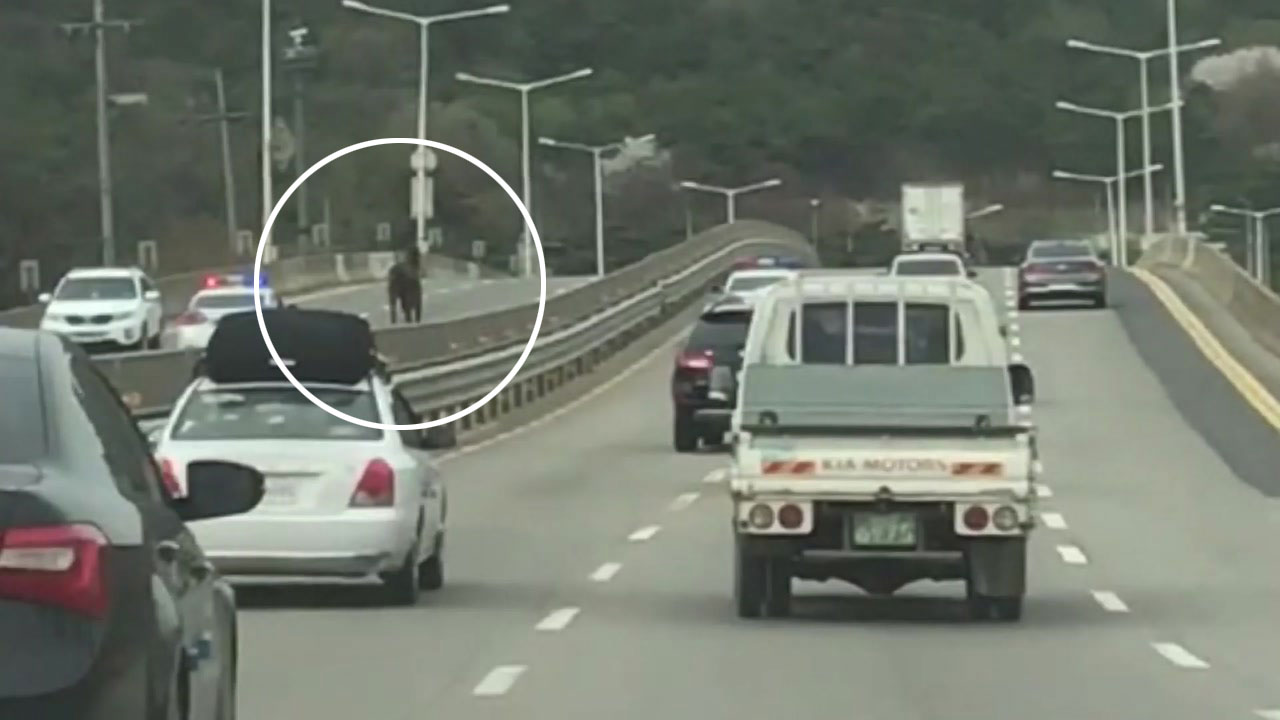 [영상] '승마장 탈출' 말, 도로 역주행...차량 5대 파손