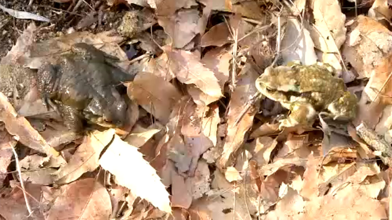 두꺼비를 황소개구리로 착각해 먹은 50대 숨져