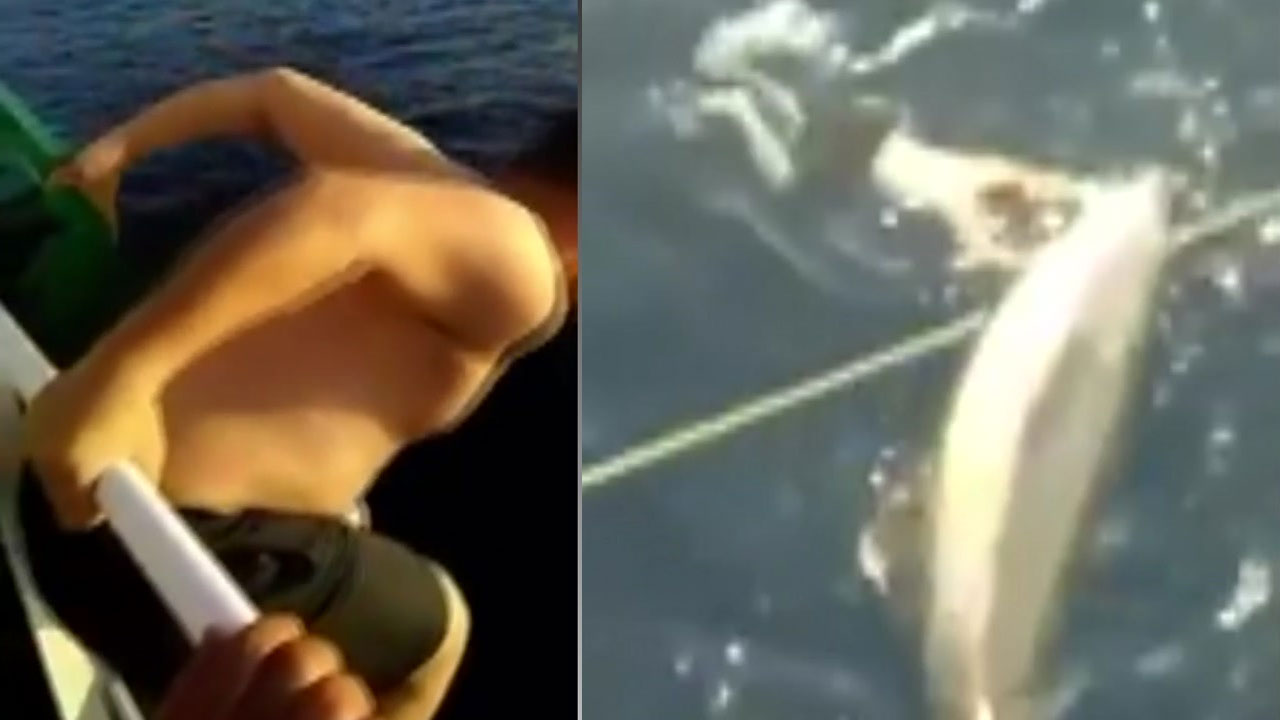 [영상] '고래 구하기'...12m 갑판에서 뛰어내린 선원