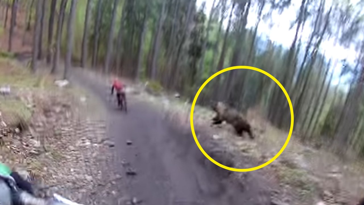 '위험천만' 자전거 타는 사람 쫓아가는 야생곰 포착 