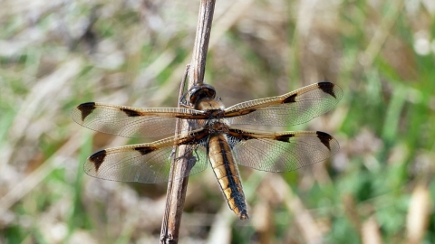멸종위기종 대모잠자리 2년 연속 서식 확인