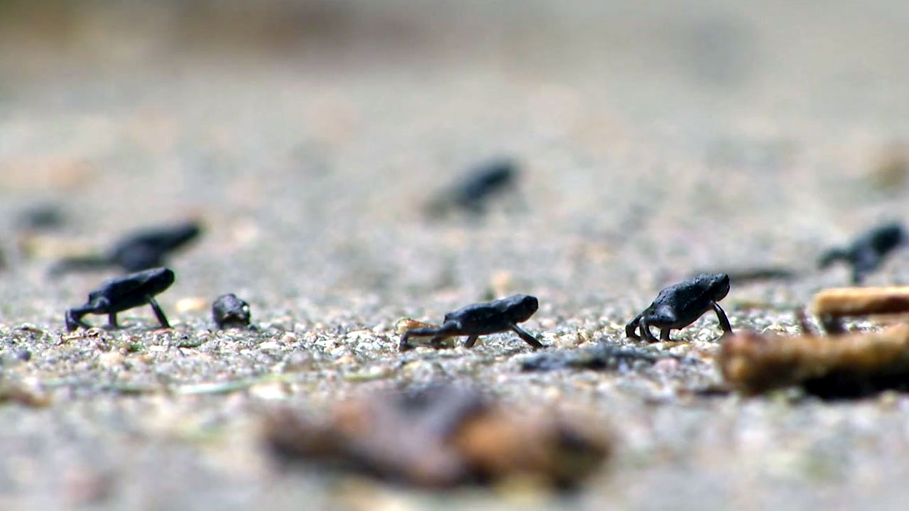 새끼 두꺼비 대이동...'로드킬'로 개체 수 감소