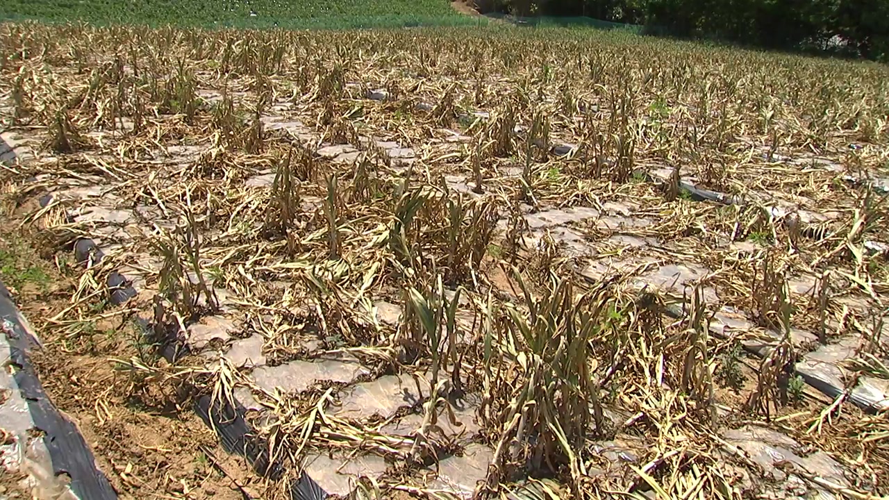 충남 논·밭 가뭄 극심...다음 달부터 급수체계 조정