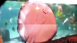 '먹이 좀 주세요'...사육사에게 떼쓰는 거대 가오리