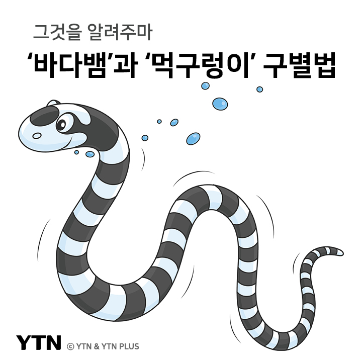 [한컷뉴스] 그것을 알려주마 "바다뱀과 먹구렁이 구별법"