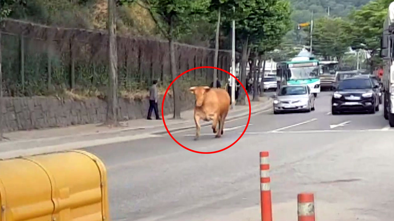 [영상] 꽉 막힌 출근길, 옆으로 소가 지나간다면?