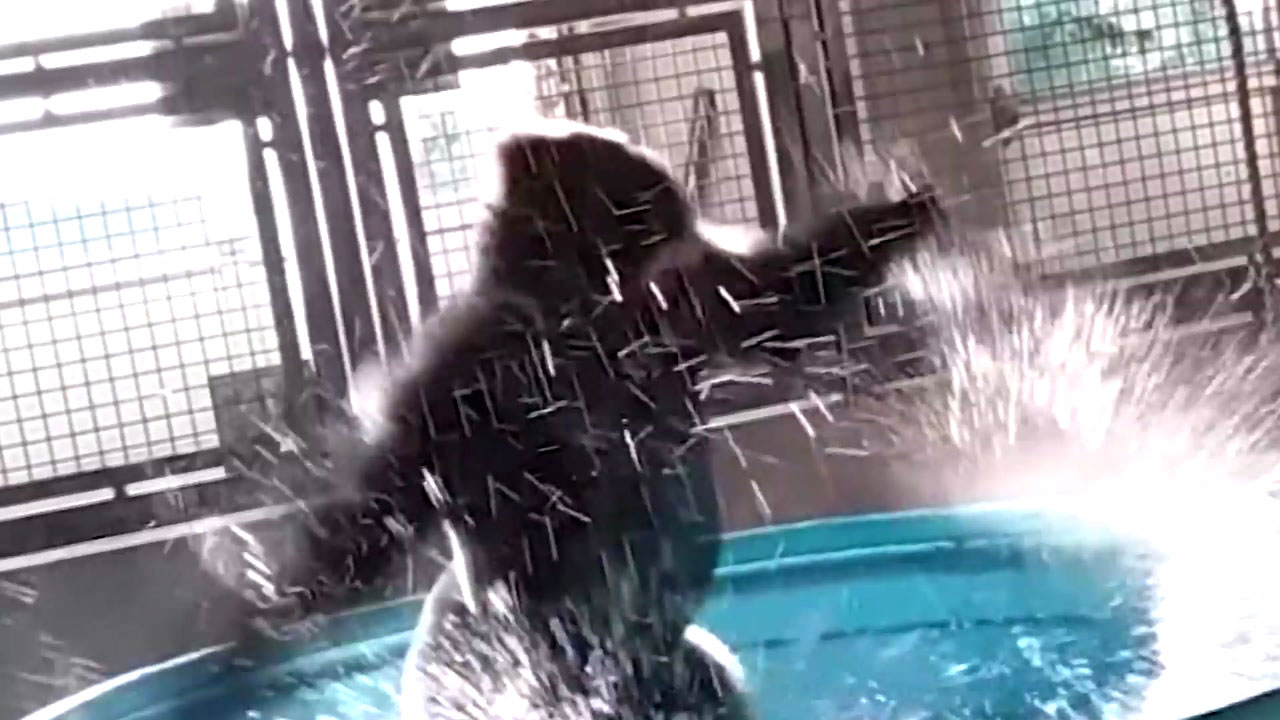[영상] '목욕하면서 춤 추는 고릴라'