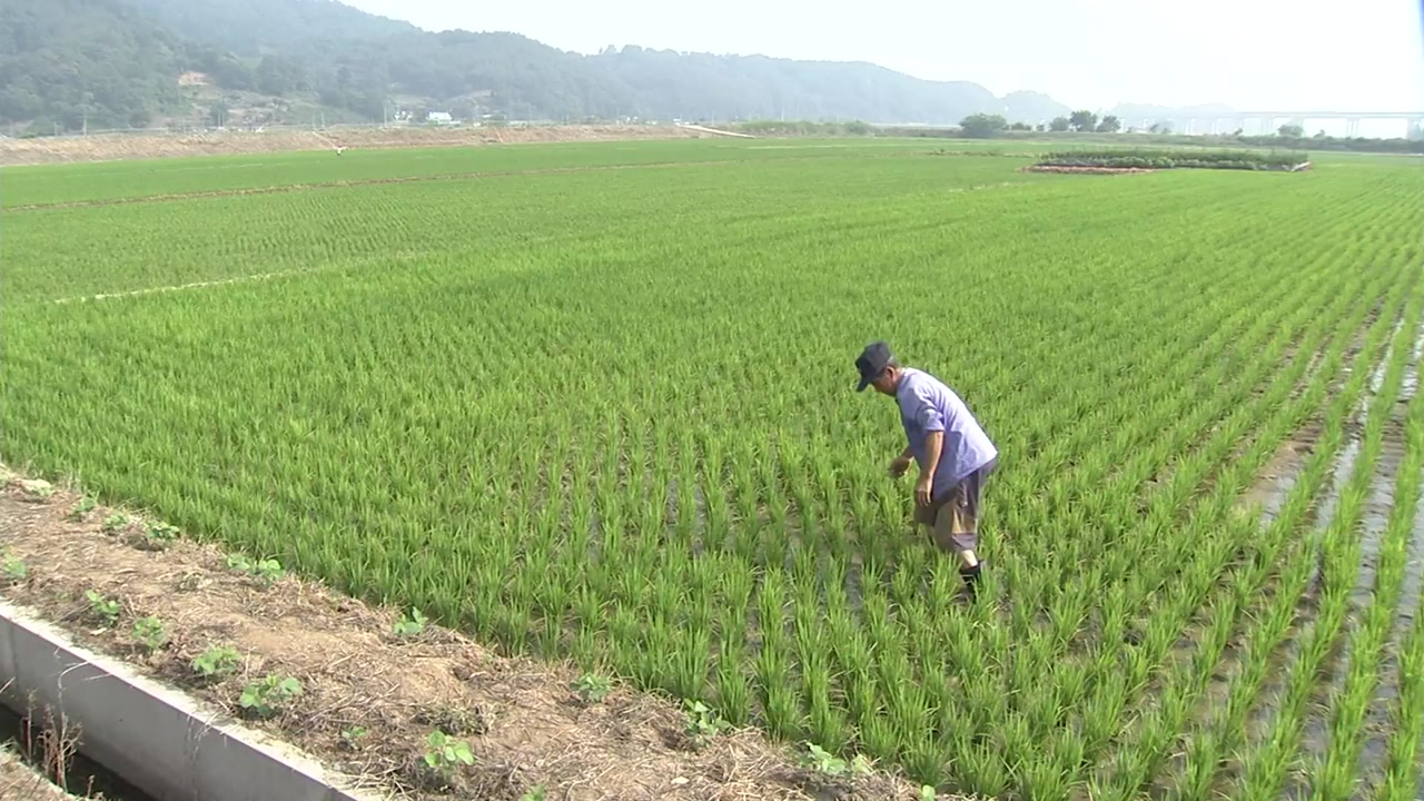 최악의 가뭄 충남 서북부...적은 비에 농민들 '허탈'