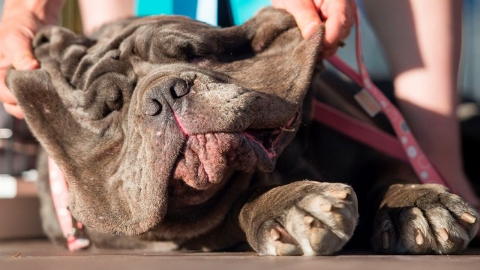 세계에서 가장 못생긴 강아지 선발대회의 주인공