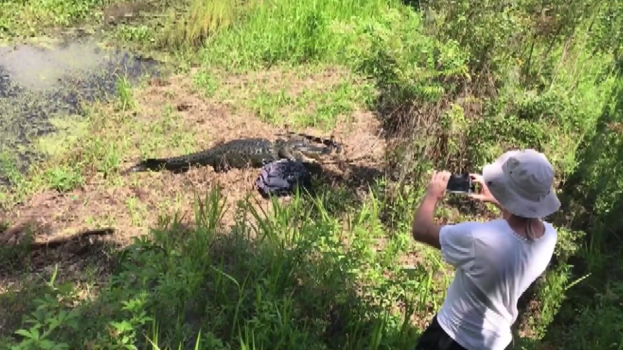 [영상] "찍지 마!" 성난 악어의 기습 공격