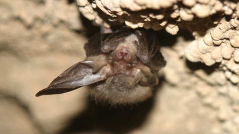 박쥐 생태 활용한 동굴환경 파악 방법 개발