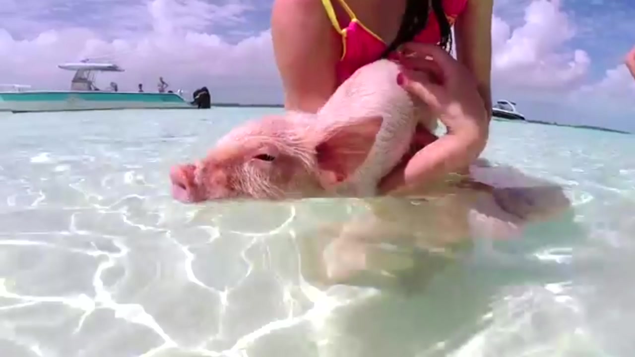 야생 돼지의 지상 낙원, 바하마 돼지섬