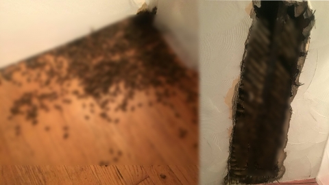 벽에서 끈적한 액체가? 천장 위 감춰진 놀라운 비밀