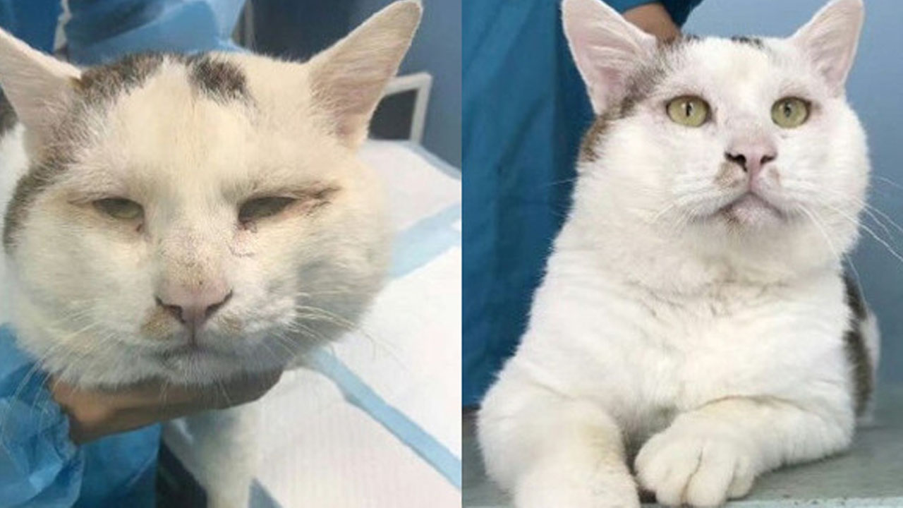 길고양이에게 '쌍꺼풀 수술' 시켜준 수의사