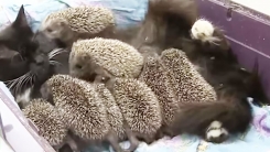 엄마 잃은 새끼 고슴도치 8마리 돌보는 천사 고양이