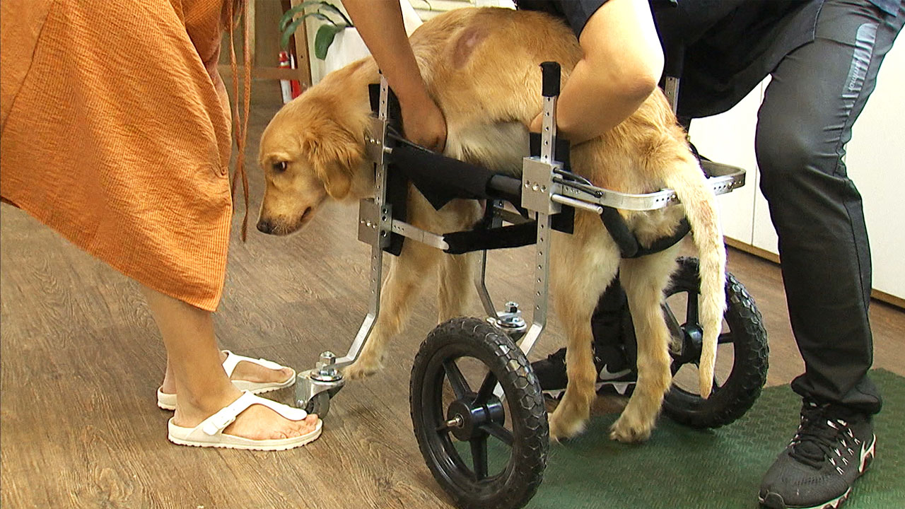 "장애 동물의 휠체어를 만들어요"
